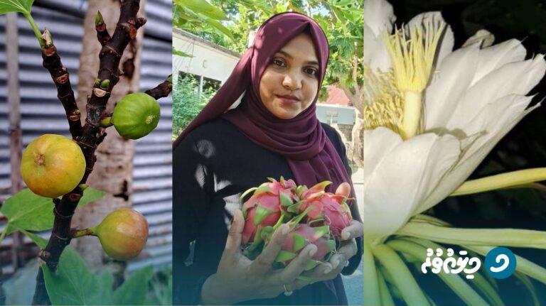 ފަޒްލާގެ ޑްރެގަން ފްރުޓް ގާޑަންގައި 35 ބާވަތެއްގެ ޑްރެގަން ފްރުޓް އާލާކޮށްފި.