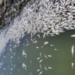 ށ. މަރޮށި ފަޅުތެރޭގައި ގިނަ އަދަދެއްގެ މުށިމަސް...