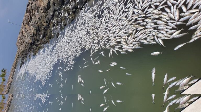 ށ. މަރޮށި ފަޅުތެރޭގައި ގިނަ އަދަދެއްގެ މުށިމަސް މަރުވެ ލޮނުގަނޑު ތަޣައްޔަރުވެއްޖެ.