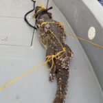 ޤަވައިދާ ޚިލާފަށް ރާއްޖެ އެތެރެވި ކިނބުލެއް، ހައްޔަރުކޮށް...