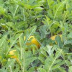 ށ. ނަރުދޫގެ ދަނޑުވެރިން ރޯދައަށް ތައްޔާރު، ތިޔަ...